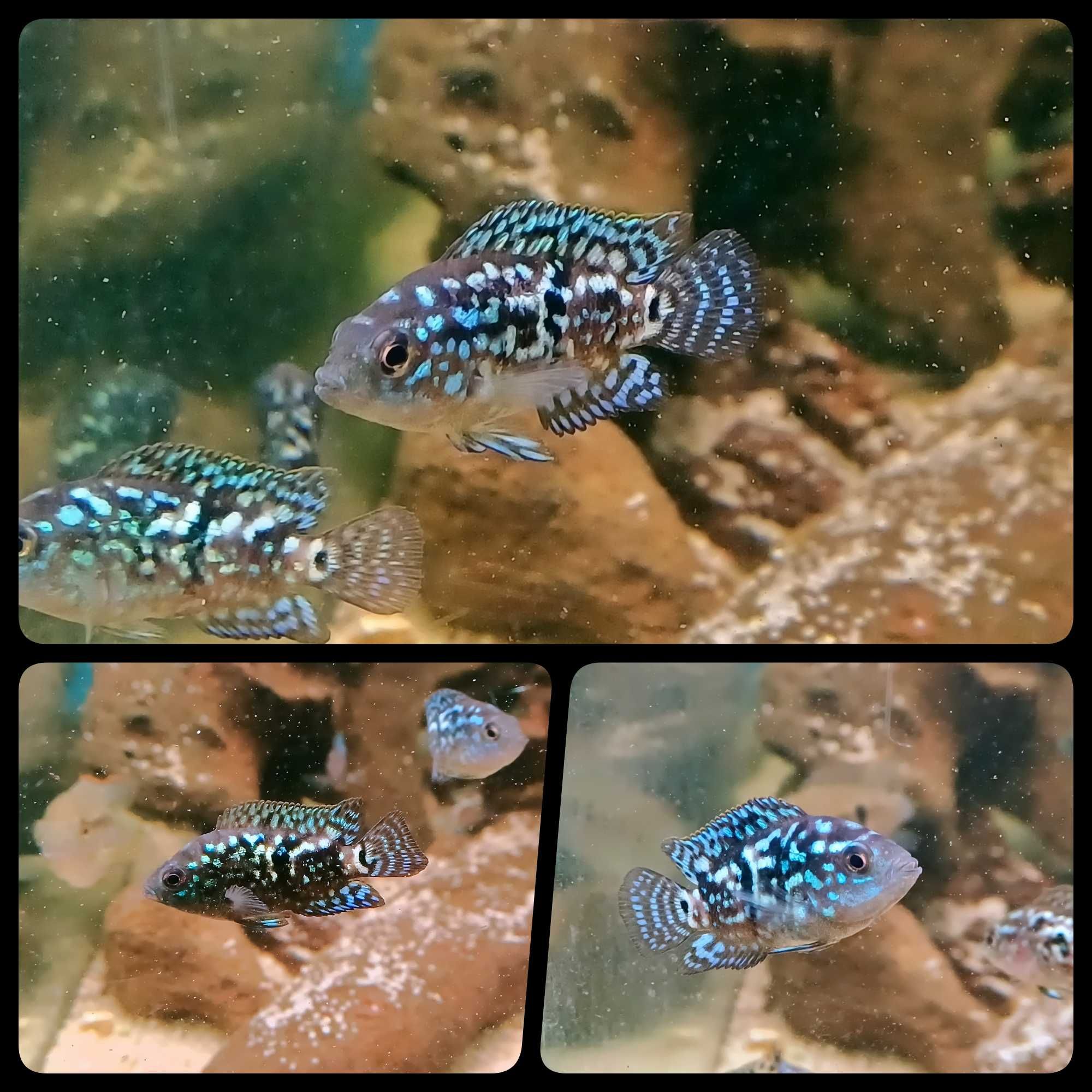 Pielęgnica "BLUE JACK DEMBSEY" ( Rocio ortofasciata) - AQUASZOP