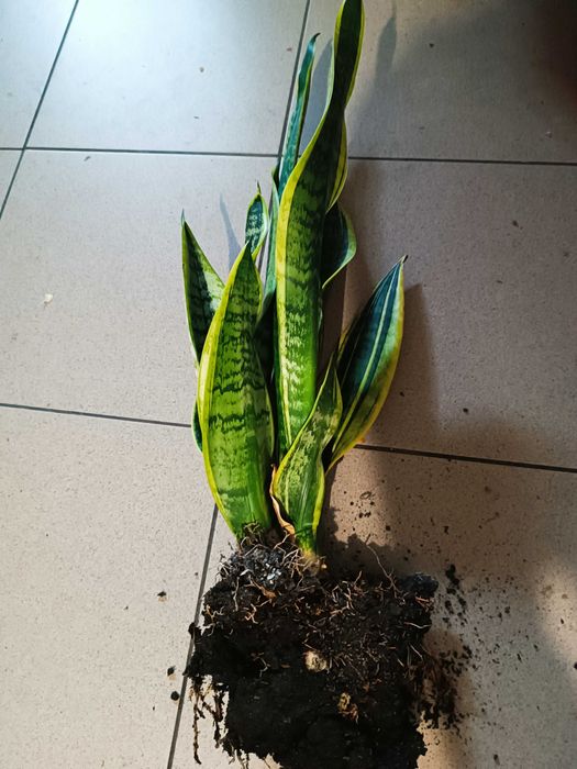 Sadzonka sanseviera