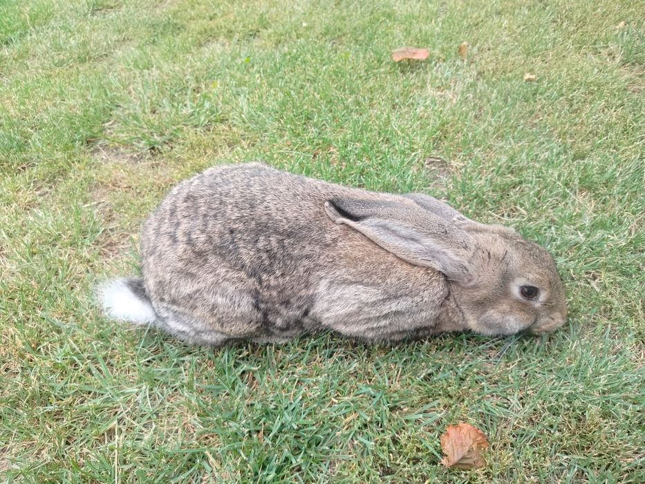 Króliki domowe młode