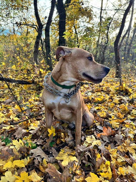 Злучка, кабель Річі(Ам.Стаф/Пітбуль)