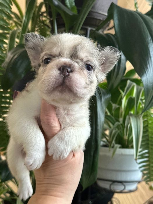 Французский бульдог мальчик флаффи