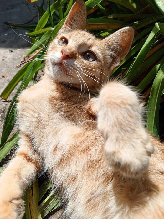 Віддам чудових кошенят