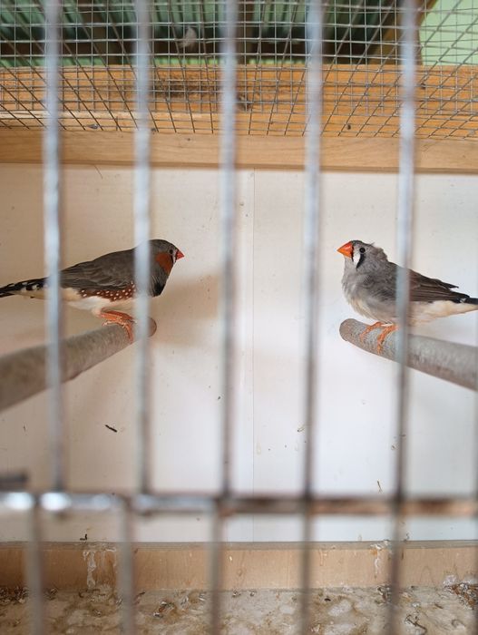 Zeberki para 2024r+ klatka