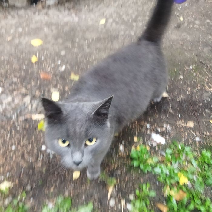 Кішечка 3 роки Стерелізована