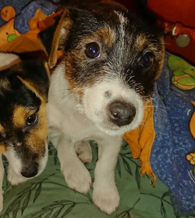 Suczka Pusia szczeniak Jack Russell Terrier Koszalin