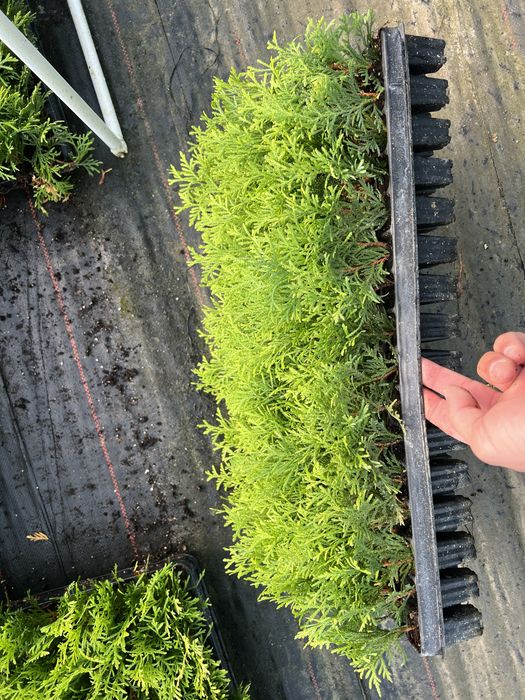 Саджанець туя куляста Мірям ОПТ