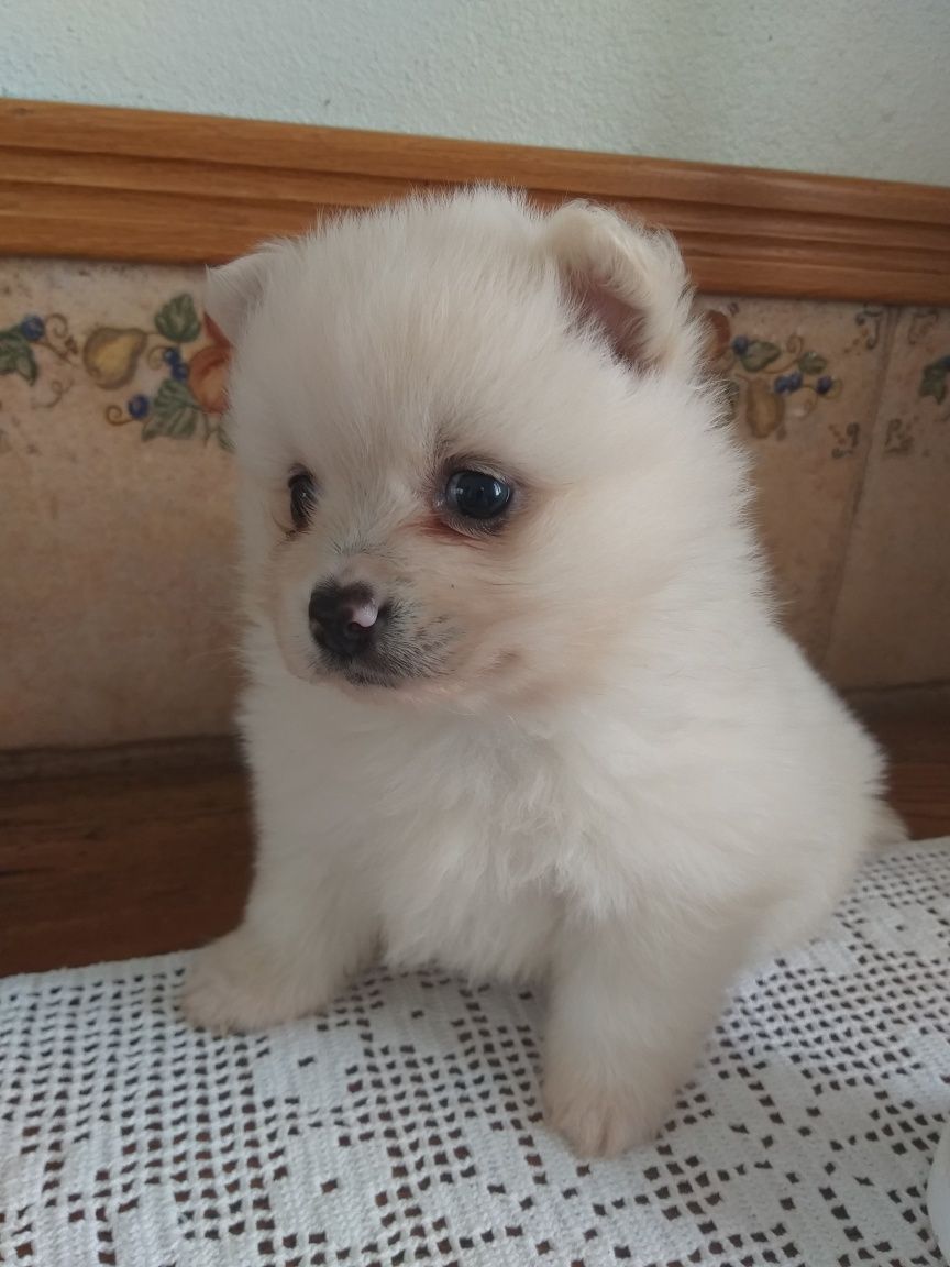 Lulu da Pomerânia (SPITZ Alemão)