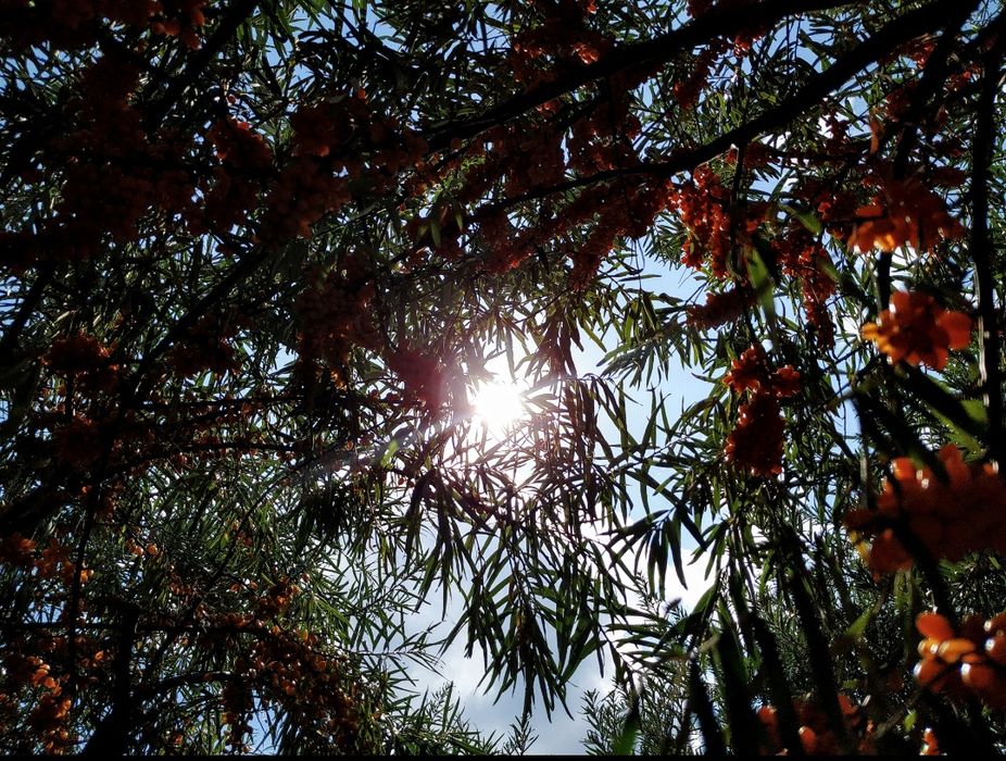 Облепиха " Августина" саженцы крупная