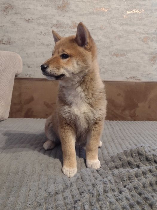 Shiba Inu piesek