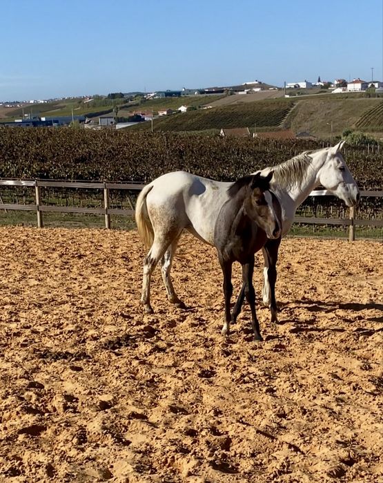 Poldro de 6 meses by Moorlands Totilas