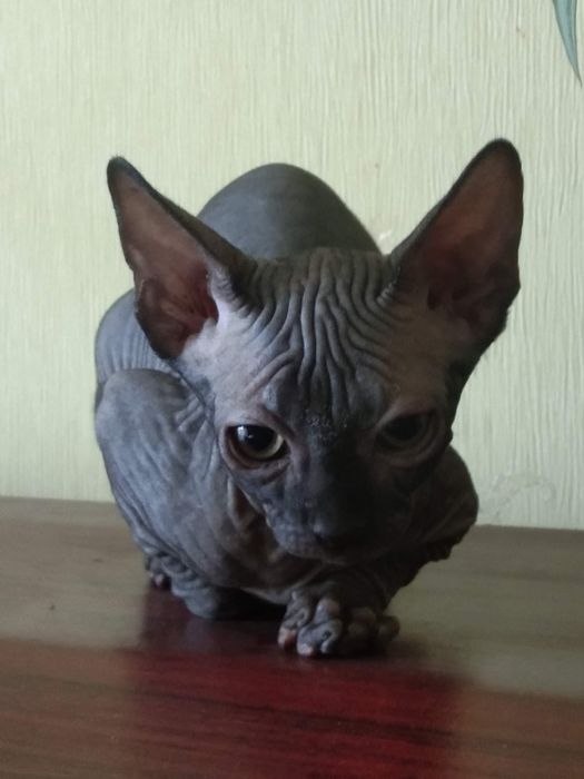 Котята канадского сфинкса