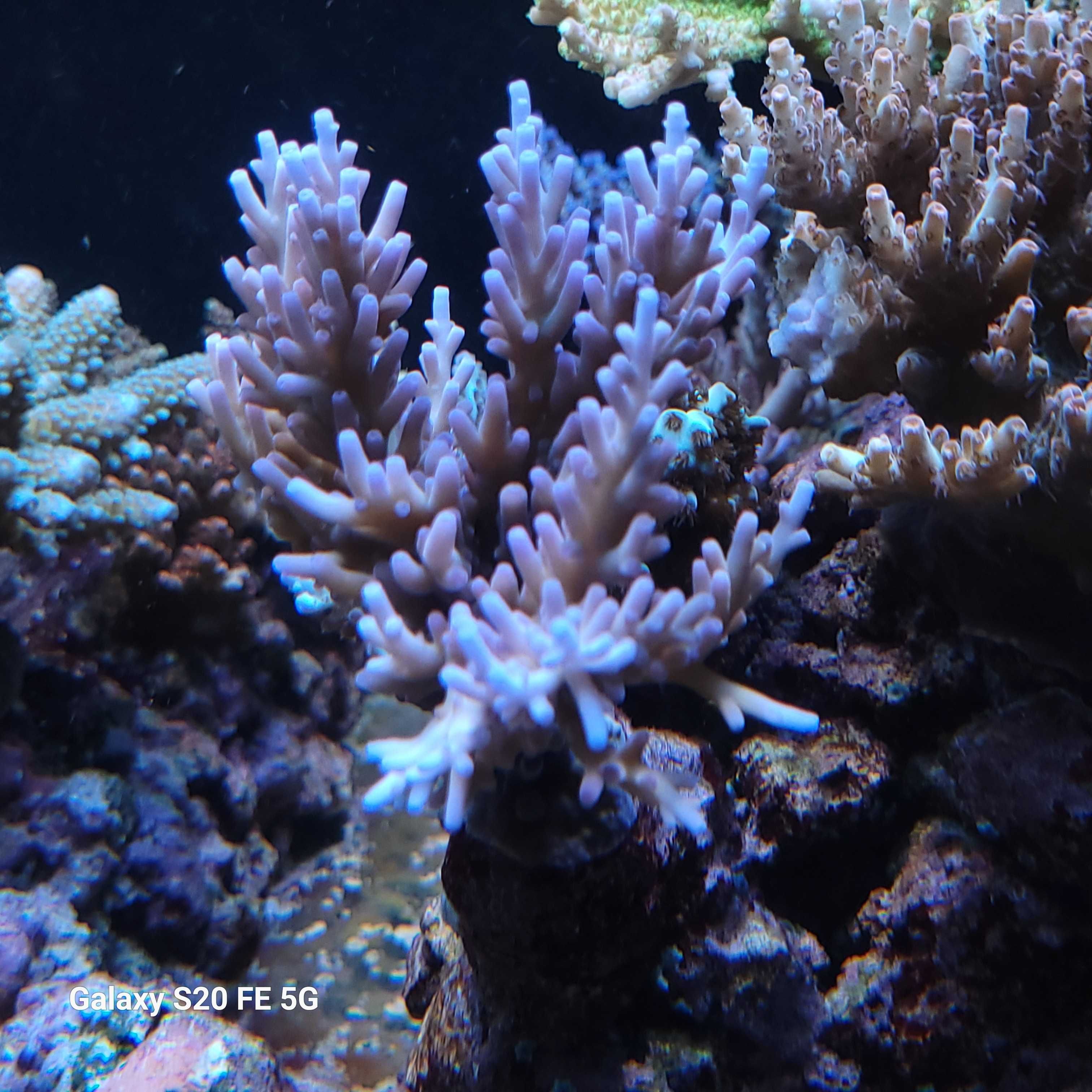 Szczepki acropora