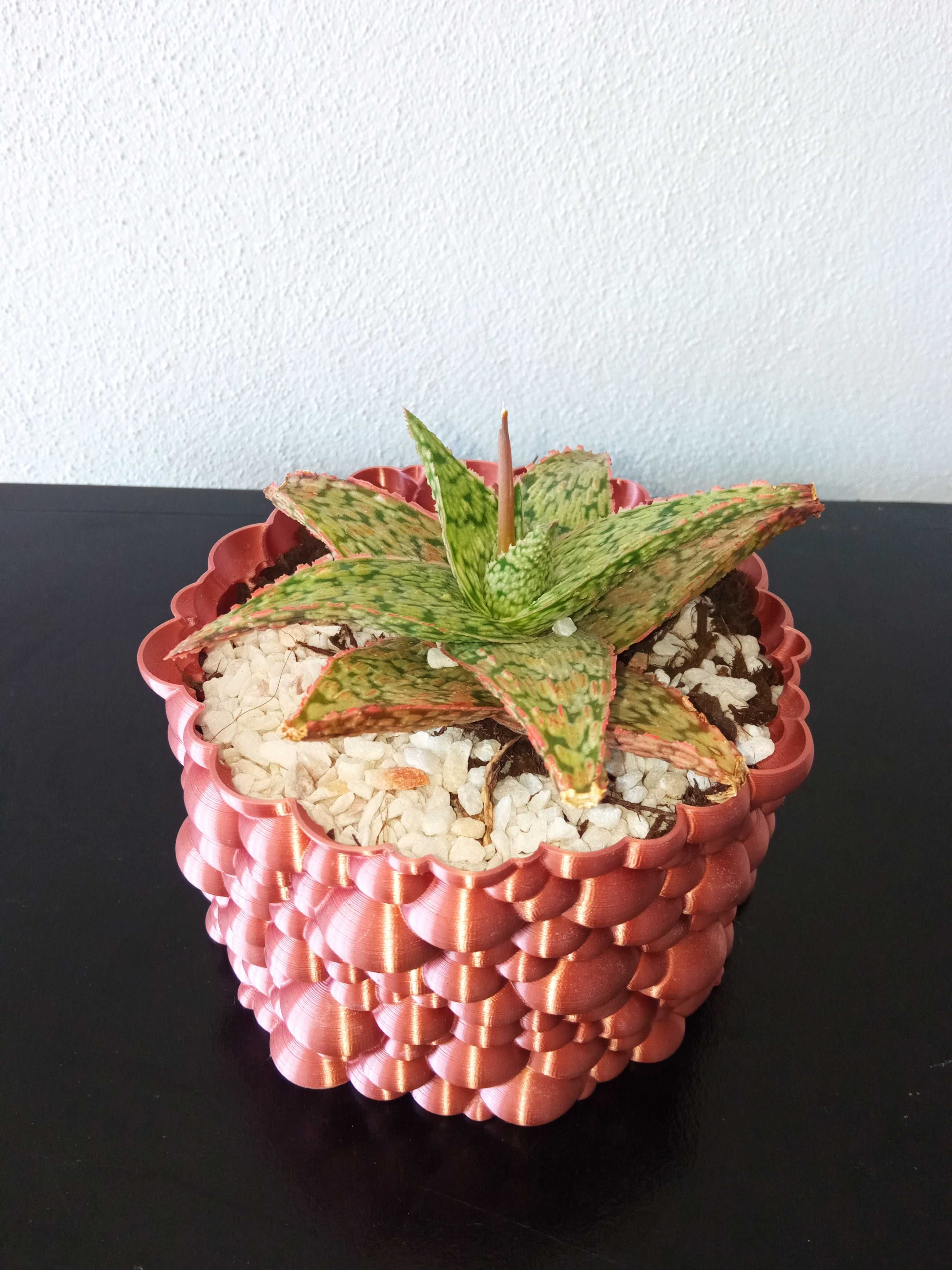 Plantas em vasos especiais