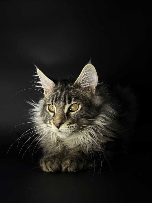 Сріблястий мейн-кун котик зі всіма документами WCF Ген тести батьків