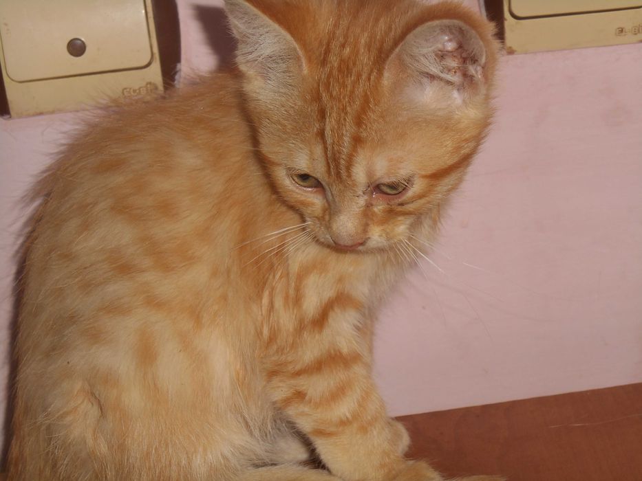 Котики білі та руді за символічною ціною