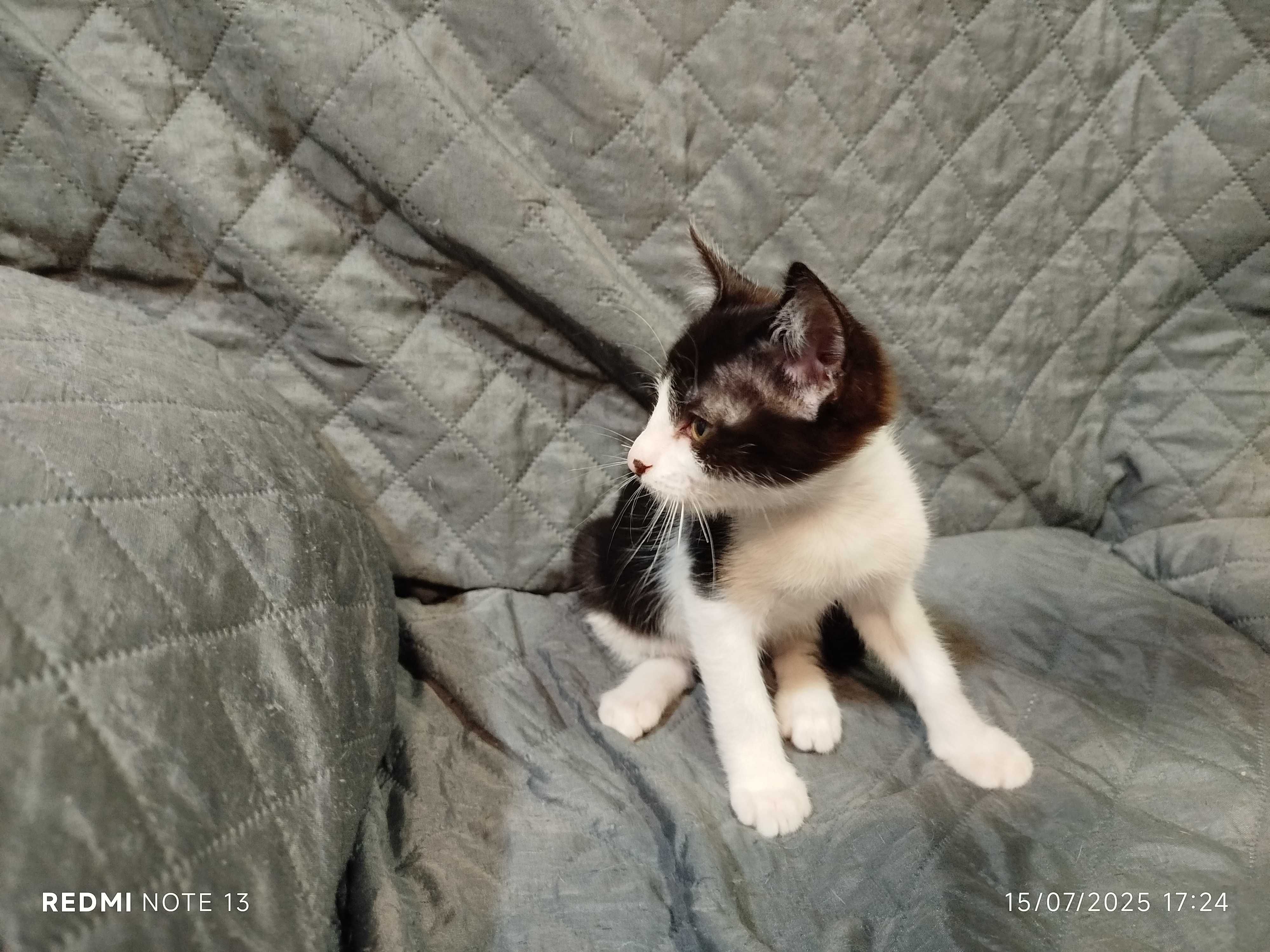 Gatinhos para adoção