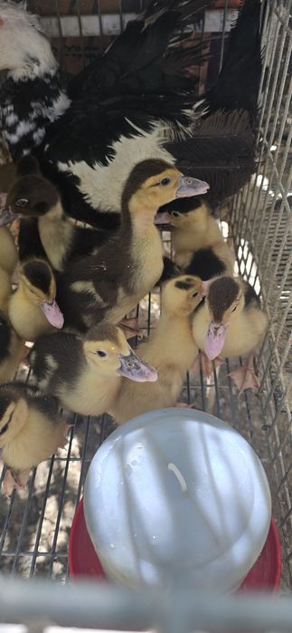 Patos mudos jovens e adultos