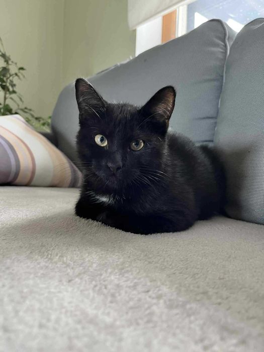 Kot kocurek adopcja schronisko wesoły przytulas