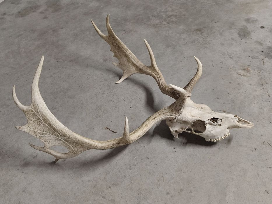 Poroże,łopaty Daniela