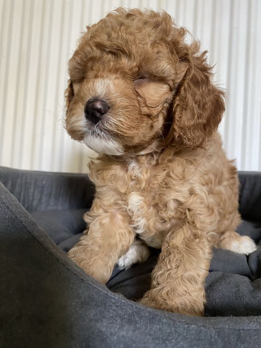 Cavapoo F1B Alex Cavapoo&Pudel miniaturowy