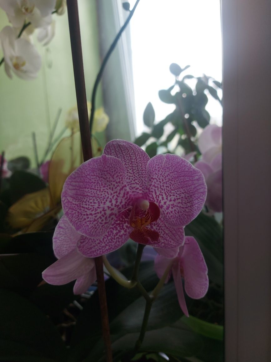 Орхидеи шикарные