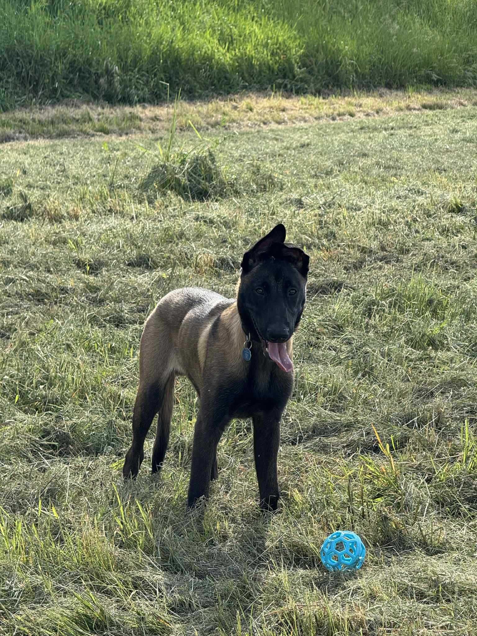 Zeus szuka pilnie domu