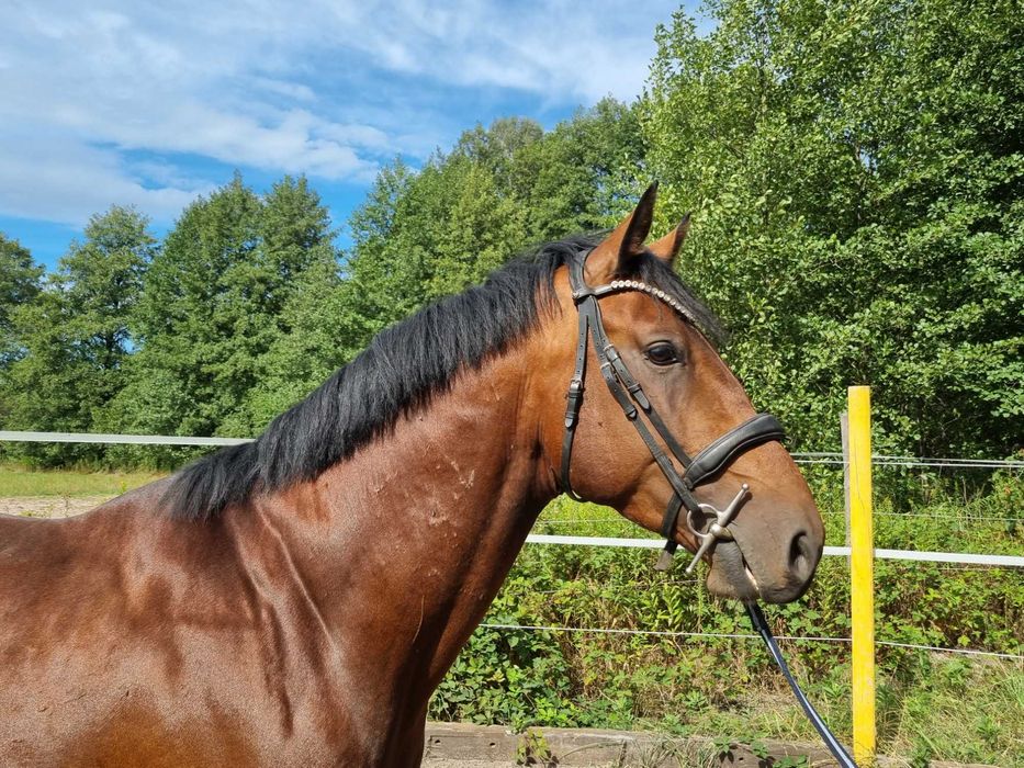 Ogier z linii Chacco-Blue (dobry Tuv)