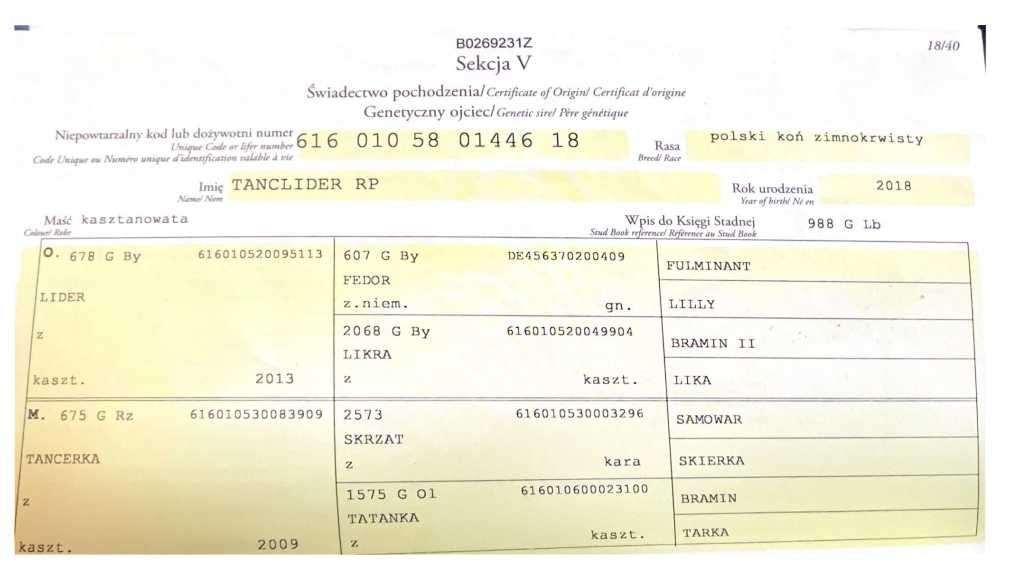 Sprzedam ogiera zimnokrwistego z licencją