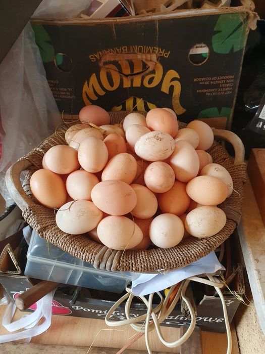 Sprzedam jajka wiejskie