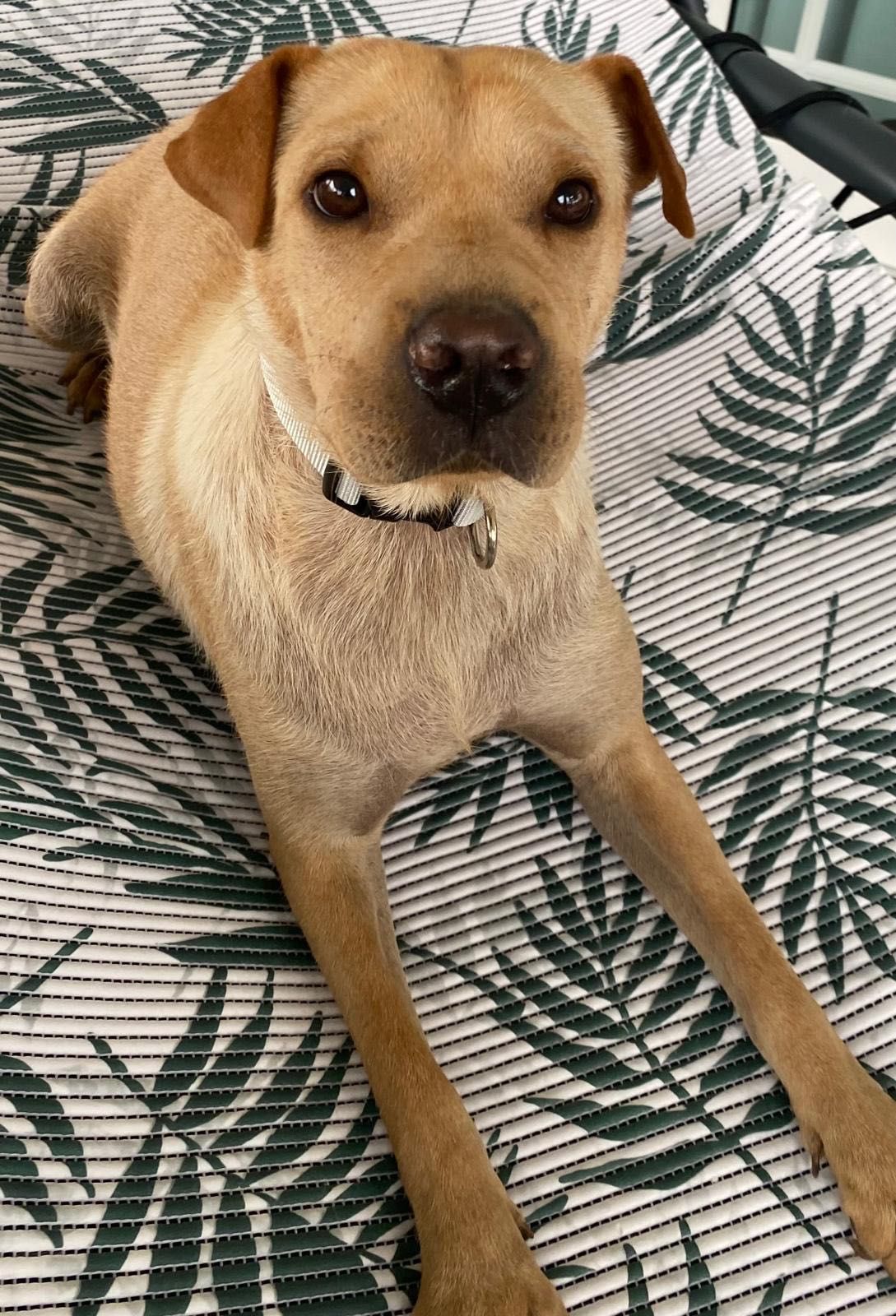 Cadela para adoção RESPONSÁVEL