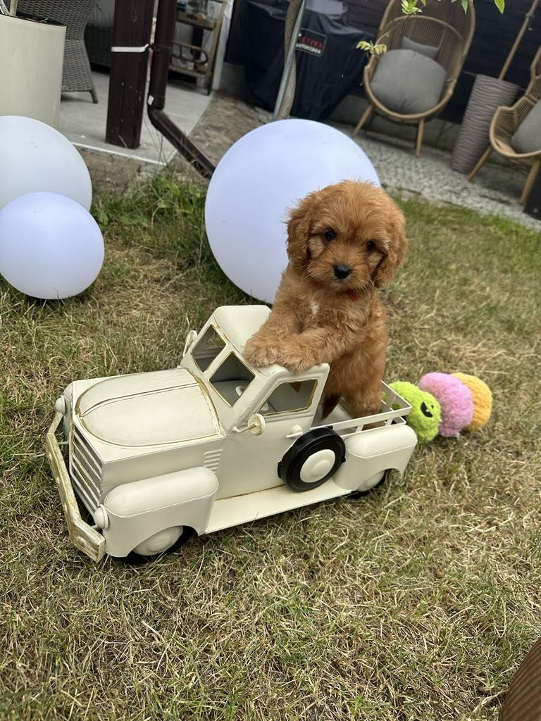 Przesliczna dziewczynka Cavapoo