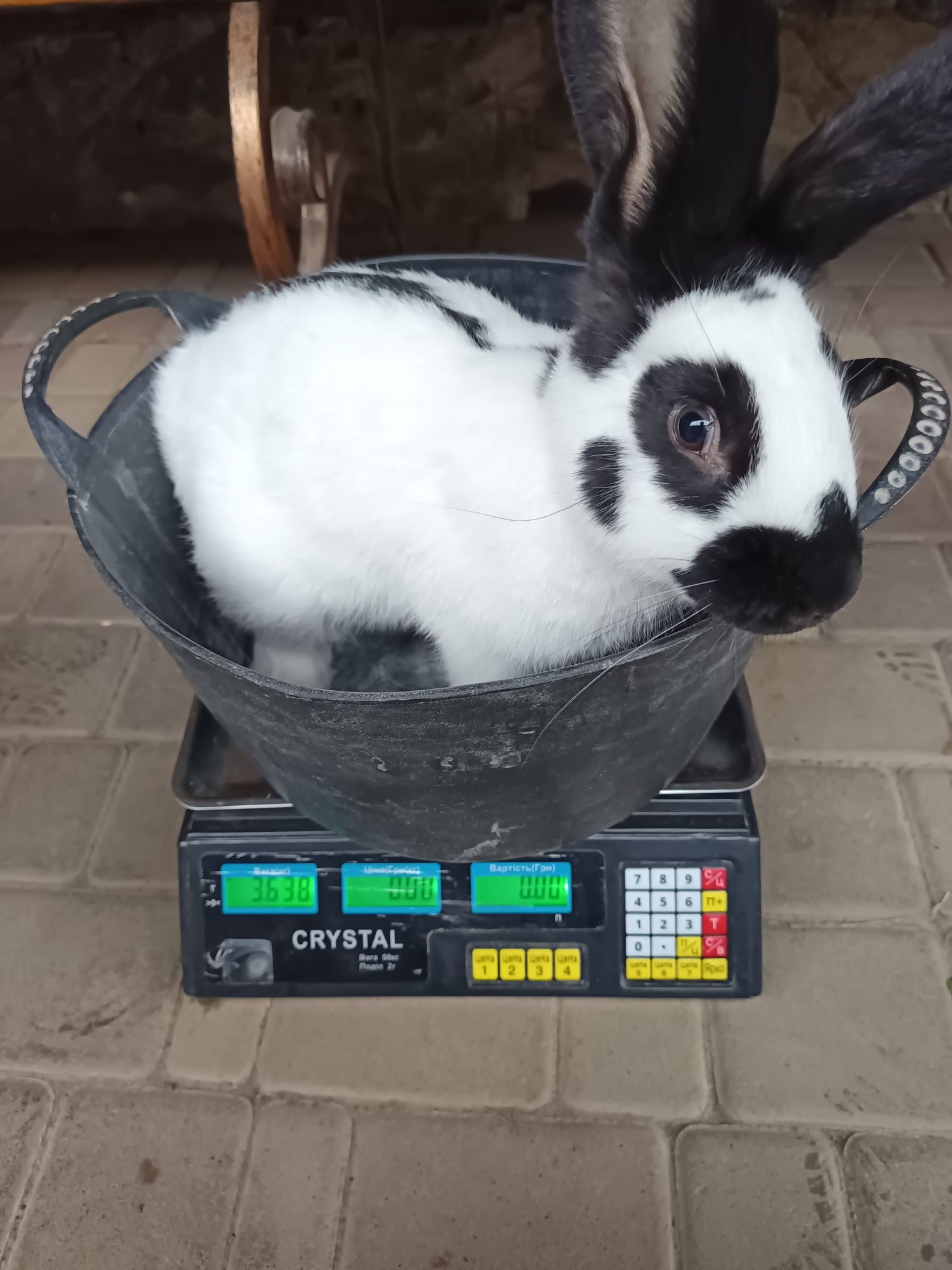 Продам кроликів Німецький строкач
