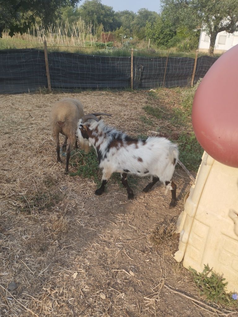 Vendo macho de cabra ana
