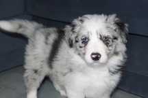 Piekny piesek Border Collie