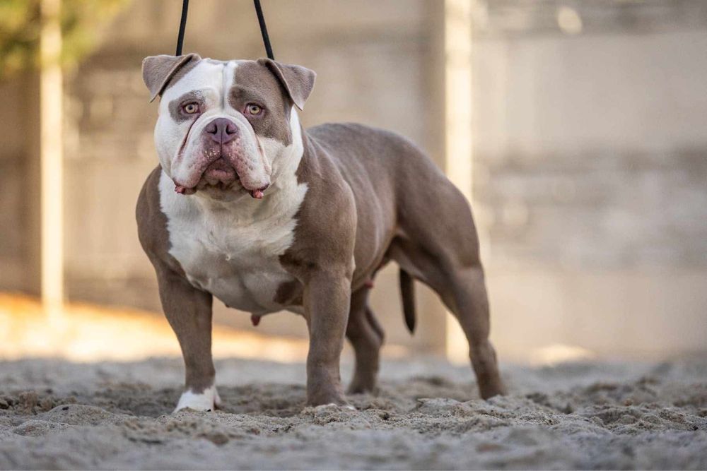 Szczeniak american bully suczka abkc