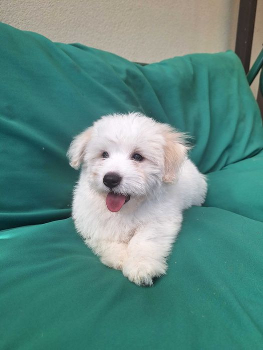Coton de tulear .Teddy -  po zdrowych rodzicach. Prawdziwy rodowód.