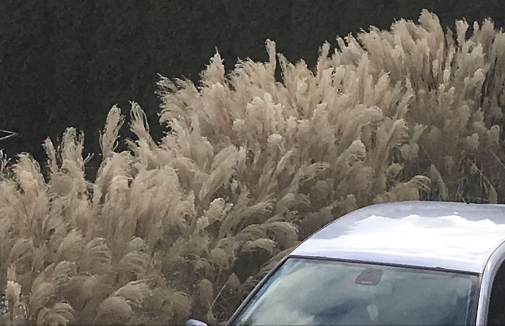 SALE THE GRASS trawy ozdobne trawa ozdobna miskant tuja rolki żywopłot