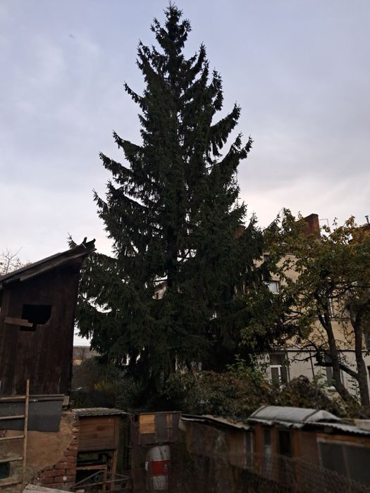 Продам живу ялинку