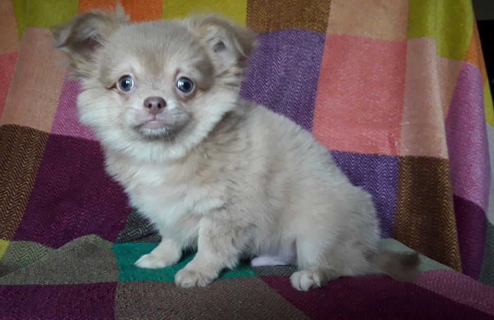 Chihuahua piesek długowłosy