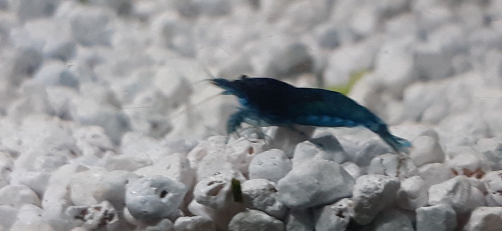 Krewetki blue velvet