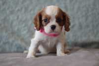 ***Cavalier King Charles Spaniel