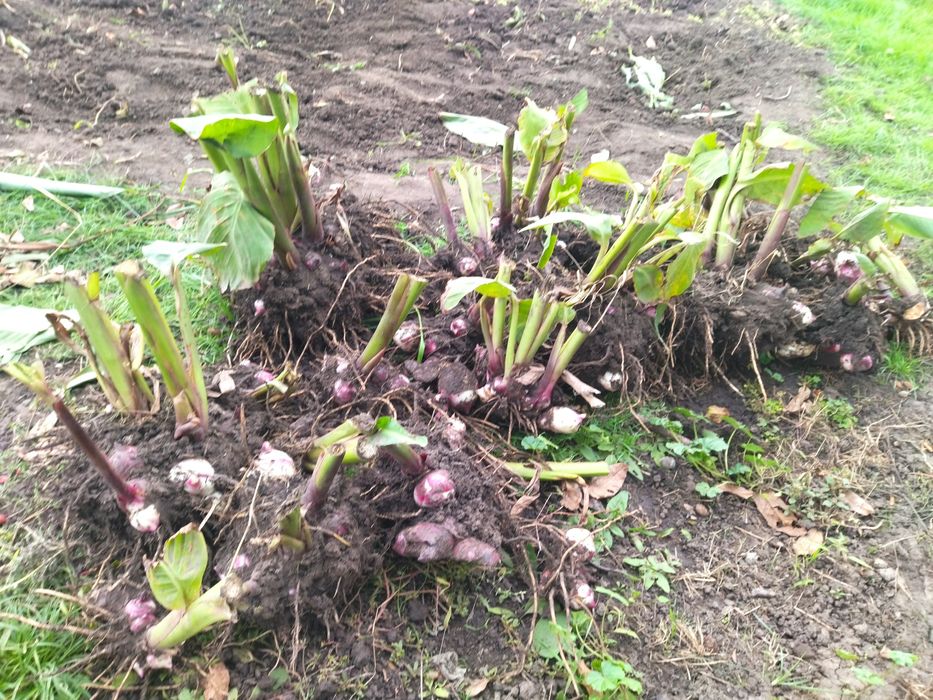 Продам канни красні