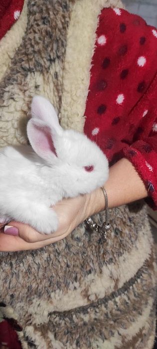 Кролики и крольчата продам