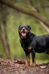 Kochany, starszy rottweiler w schronisku. Nie zostało mu dużo czasu…