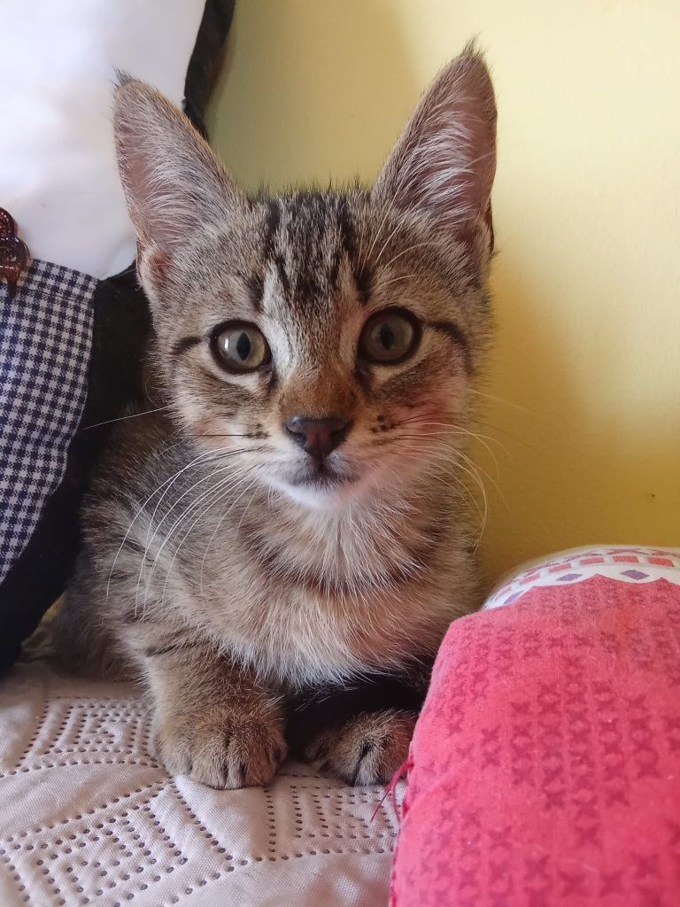 Theodora, para adoção