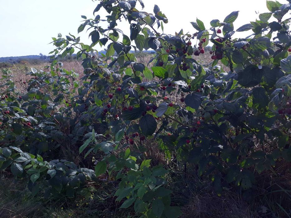 Малина осіння саджанці