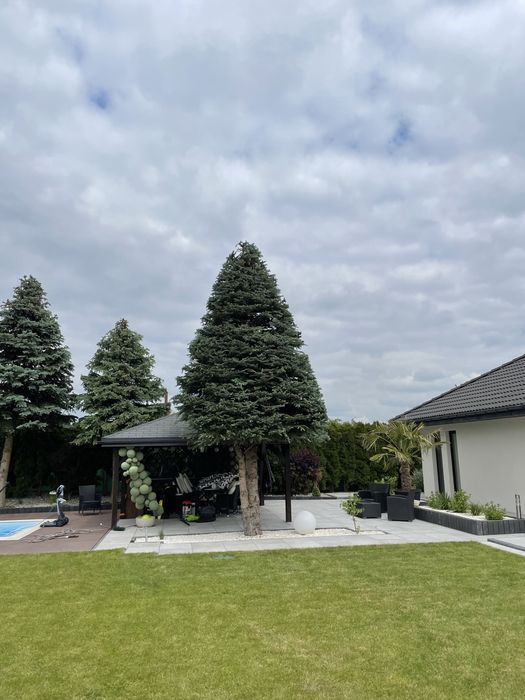 Wycinka drzew, prace alpinistyczne, czyszczenie działek.