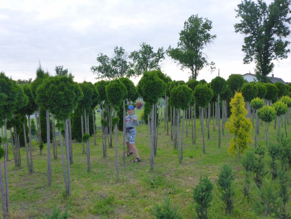 okazy XXL kula formowana bonsai bonzaj producent tuja cyprys szmaragd