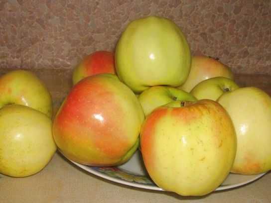 сушеные яблоки сухофрукты для узвара компота яблочные чипсы