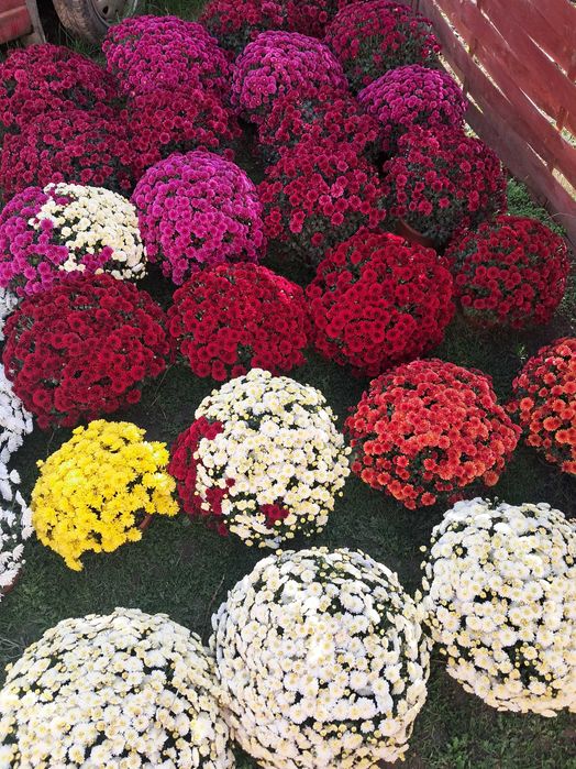 Sprzedam chryzantemy